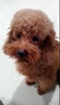 爆料泰迪是谁说的话视频,网络爆料视频背后的惊人真相 第3张 爆料泰迪是谁说的话视频,网络爆料视频背后的惊人真相 第3张